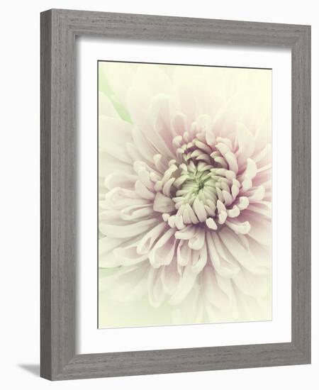 Flowers Aglow IV-Judy Stalus-Framed Photographic Print