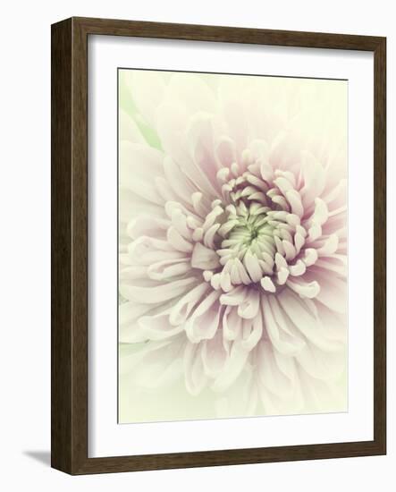 Flowers Aglow IV-Judy Stalus-Framed Photographic Print