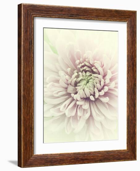 Flowers Aglow IV-Judy Stalus-Framed Photographic Print