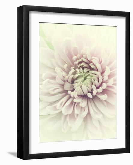 Flowers Aglow IV-Judy Stalus-Framed Photographic Print