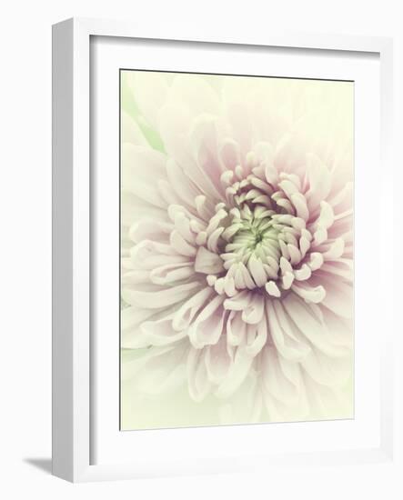 Flowers Aglow IV-Judy Stalus-Framed Photographic Print