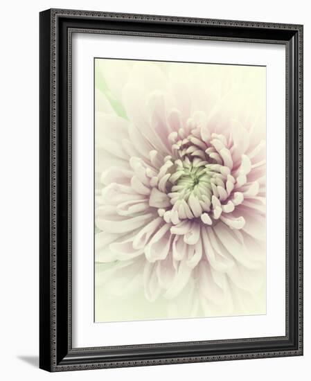 Flowers Aglow IV-Judy Stalus-Framed Photographic Print