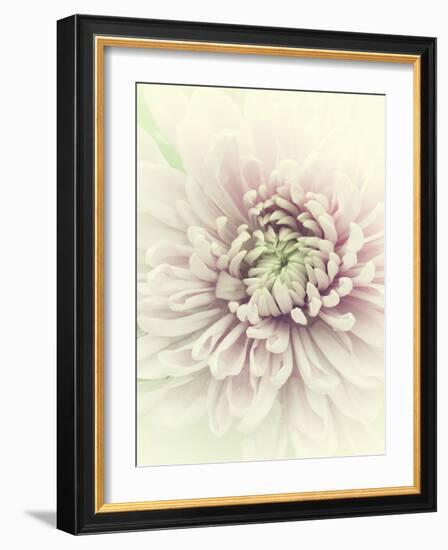 Flowers Aglow IV-Judy Stalus-Framed Photographic Print