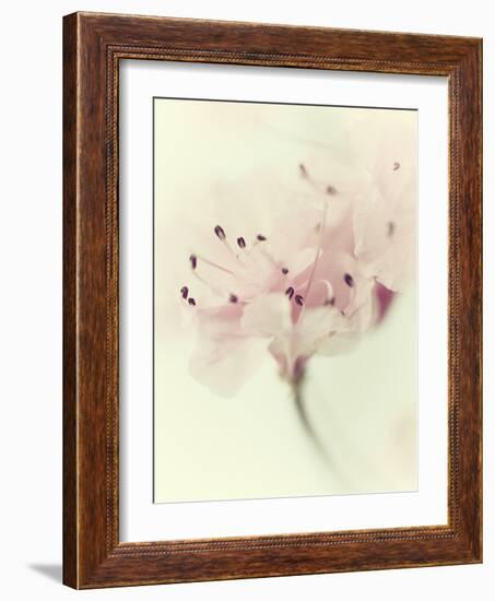 Flowers Aglow V-Judy Stalus-Framed Photographic Print