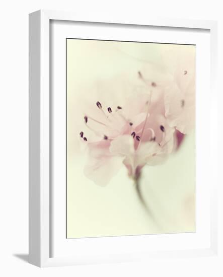 Flowers Aglow V-Judy Stalus-Framed Photographic Print