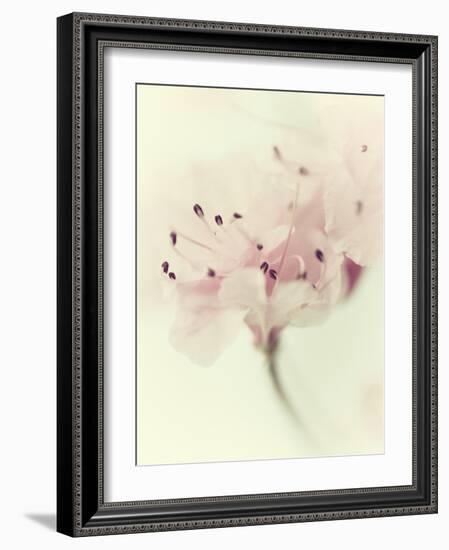 Flowers Aglow V-Judy Stalus-Framed Photographic Print