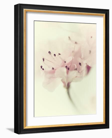 Flowers Aglow V-Judy Stalus-Framed Photographic Print