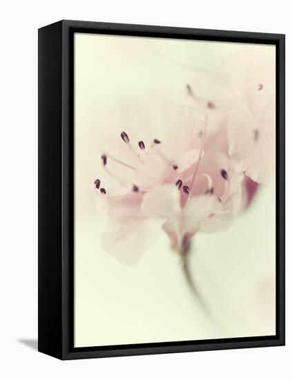 Flowers Aglow V-Judy Stalus-Framed Premier Image Canvas