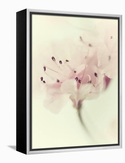 Flowers Aglow V-Judy Stalus-Framed Premier Image Canvas
