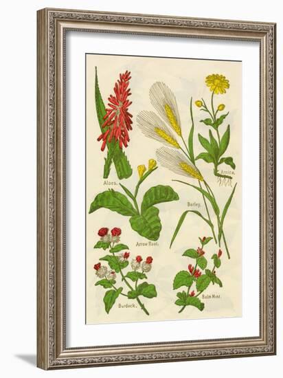 Flowers: Aloes, Arnica, Arrow Root, Barley, Balm Mint, Burdock, c1940-Unknown-Framed Giclee Print