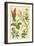 Flowers: Aloes, Arnica, Arrow Root, Barley, Balm Mint, Burdock, c1940-Unknown-Framed Giclee Print