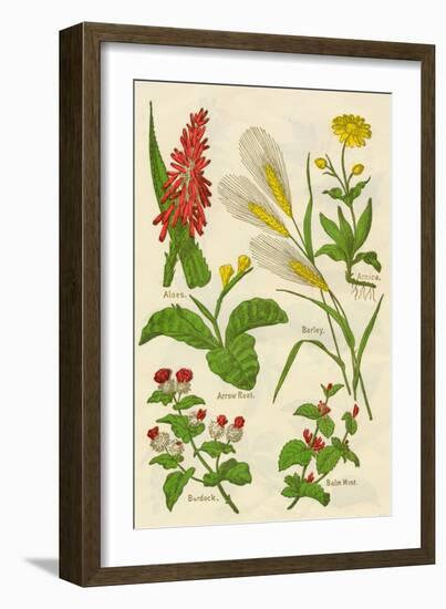 Flowers: Aloes, Arnica, Arrow Root, Barley, Balm Mint, Burdock, c1940-Unknown-Framed Giclee Print