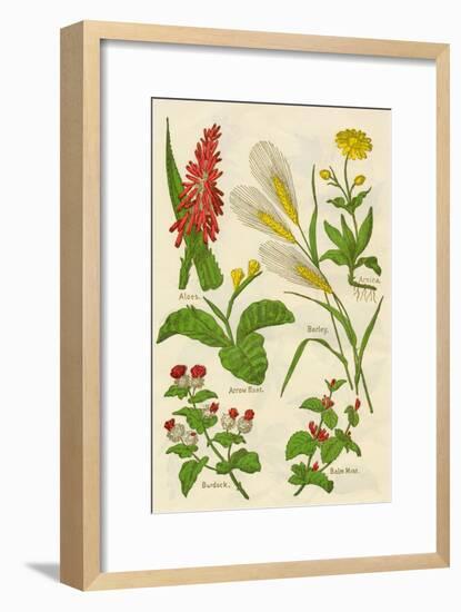 Flowers: Aloes, Arnica, Arrow Root, Barley, Balm Mint, Burdock, c1940-Unknown-Framed Giclee Print