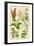 Flowers: Aloes, Arnica, Arrow Root, Barley, Balm Mint, Burdock, c1940-Unknown-Framed Giclee Print