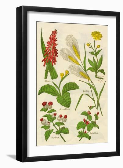 Flowers: Aloes, Arnica, Arrow Root, Barley, Balm Mint, Burdock, c1940-Unknown-Framed Giclee Print