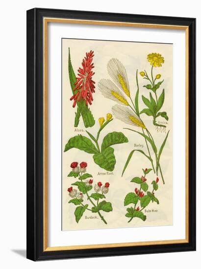 Flowers: Aloes, Arnica, Arrow Root, Barley, Balm Mint, Burdock, c1940-Unknown-Framed Giclee Print