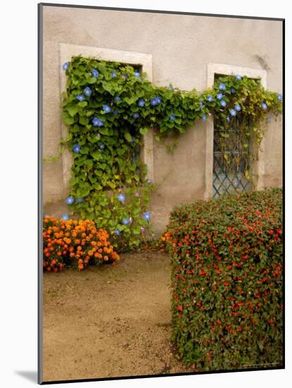 Flowers Along Stucco Building, Burgundy, France-Lisa S. Engelbrecht-Mounted Photographic Print