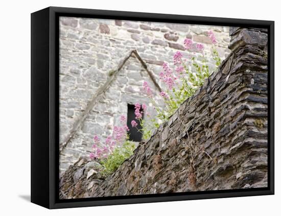 Flowers and Church Ruins, County Waterford, Ireland-William Sutton-Framed Premier Image Canvas