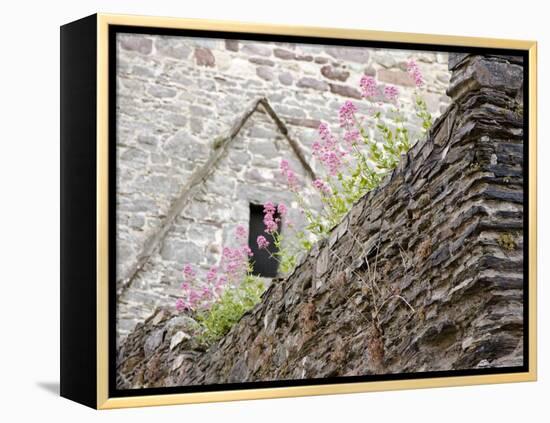 Flowers and Church Ruins, County Waterford, Ireland-William Sutton-Framed Premier Image Canvas