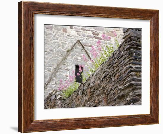 Flowers and Church Ruins, County Waterford, Ireland-William Sutton-Framed Photographic Print