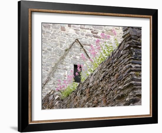 Flowers and Church Ruins, County Waterford, Ireland-William Sutton-Framed Photographic Print