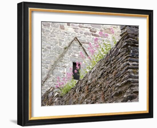 Flowers and Church Ruins, County Waterford, Ireland-William Sutton-Framed Photographic Print