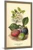 Flowers and Fruit of a Plum-W.h.j. Boot-Mounted Art Print