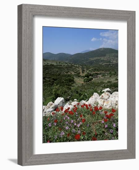 Flowers and Landscape, Greece-Tony Gervis-Framed Photographic Print