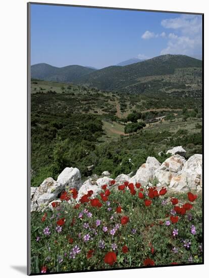 Flowers and Landscape, Greece-Tony Gervis-Mounted Photographic Print