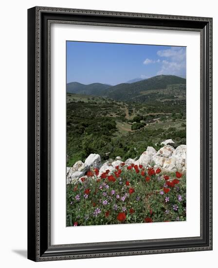 Flowers and Landscape, Greece-Tony Gervis-Framed Photographic Print