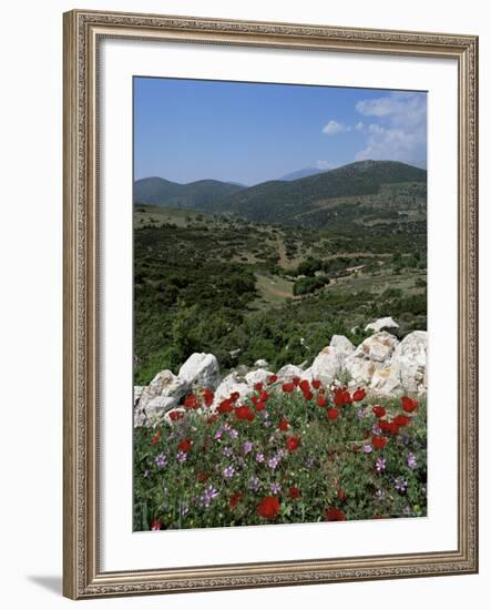 Flowers and Landscape, Greece-Tony Gervis-Framed Photographic Print