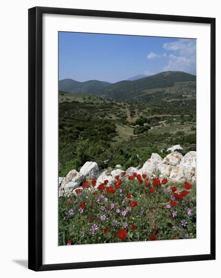 Flowers and Landscape, Greece-Tony Gervis-Framed Photographic Print