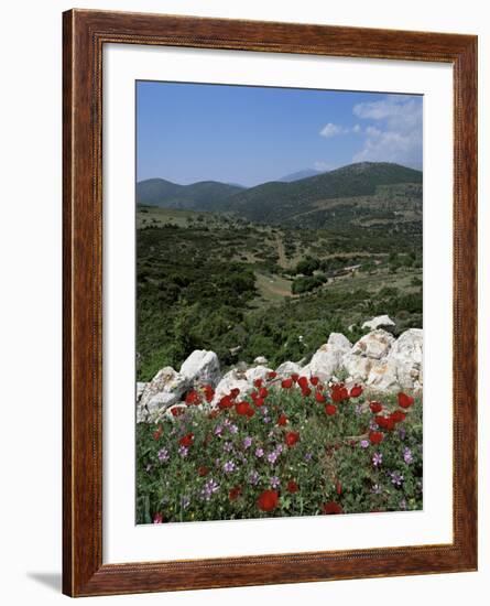 Flowers and Landscape, Greece-Tony Gervis-Framed Photographic Print