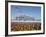 Flowers and the Birds Nest National Stadium in the Olympic Green, Beijing, China-Kober Christian-Framed Photographic Print