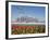 Flowers and the Birds Nest National Stadium in the Olympic Green, Beijing, China-Kober Christian-Framed Photographic Print