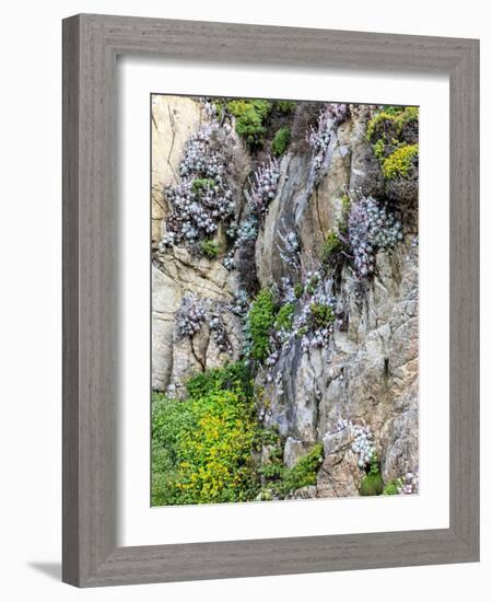 Flowers as Cliff Hangers. Garrapata State Park, Big Sur, California, USA-Tom Norring-Framed Photographic Print