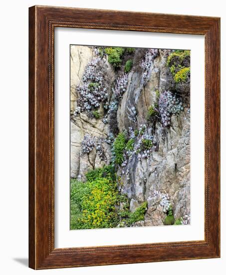 Flowers as Cliff Hangers. Garrapata State Park, Big Sur, California, USA-Tom Norring-Framed Photographic Print