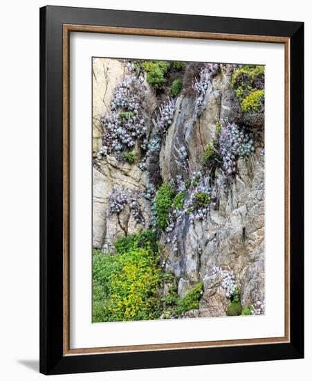 Flowers as Cliff Hangers. Garrapata State Park, Big Sur, California, USA-Tom Norring-Framed Photographic Print