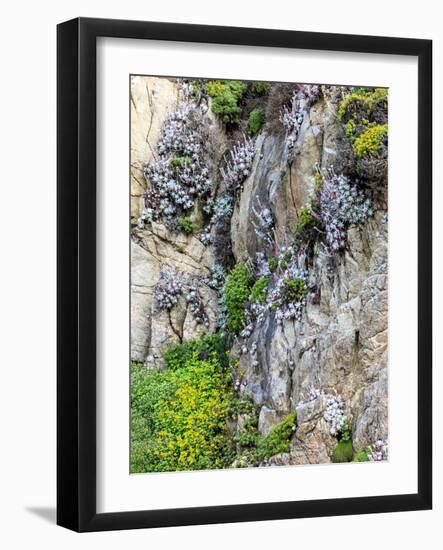 Flowers as Cliff Hangers. Garrapata State Park, Big Sur, California, USA-Tom Norring-Framed Photographic Print