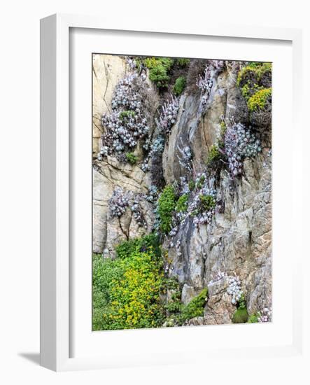 Flowers as Cliff Hangers. Garrapata State Park, Big Sur, California, USA-Tom Norring-Framed Photographic Print