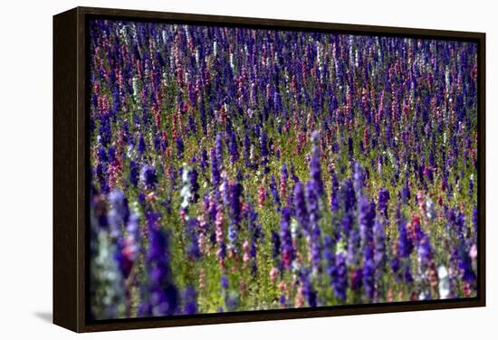 Flowers at a Farm in the Willamette Valley of Oregon-Bennett Barthelemy-Framed Premier Image Canvas