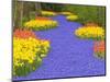 Flowers at Keukenhof Garden-Jim Zuckerman-Mounted Photographic Print