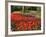 Flowers at Keukenhof Gardens, Near Leiden, Netherlands, Europe-Ethel Davies-Framed Photographic Print