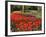 Flowers at Keukenhof Gardens, Near Leiden, Netherlands, Europe-Ethel Davies-Framed Photographic Print