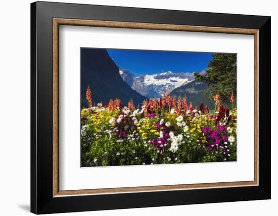 Flowers at Lake Louise under Mount Victoria, Banff National Park, Alberta, Canada-Russ Bishop-Framed Photographic Print