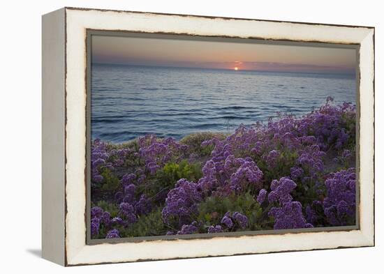 Flowers at Sunset, Del Mar Coast California, USA-Charles Gurche-Framed Premier Image Canvas