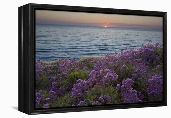 Flowers at Sunset, Del Mar Coast California, USA-Charles Gurche-Framed Premier Image Canvas