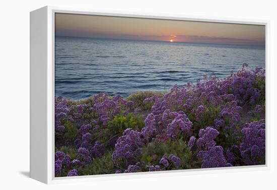 Flowers at Sunset, Del Mar Coast California, USA-Charles Gurche-Framed Premier Image Canvas