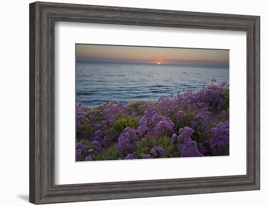 Flowers at Sunset, Del Mar Coast California, USA-Charles Gurche-Framed Photographic Print