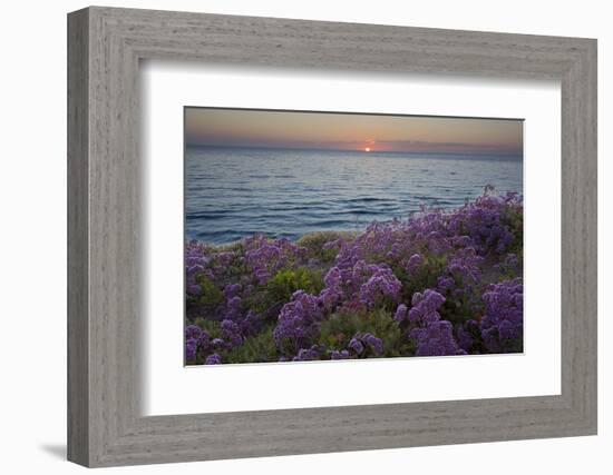 Flowers at Sunset, Del Mar Coast California, USA-Charles Gurche-Framed Photographic Print